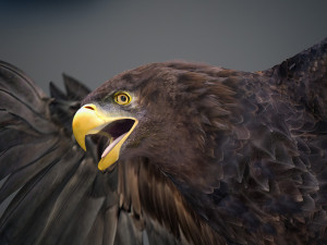 Animated Golden Eagle v2 3D Model