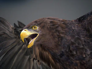 Animated Golden Eagle v2 3D Model