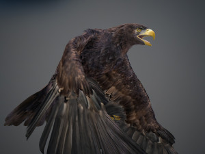 Animated Golden Eagle v2 3D Model
