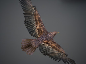 Animated Golden Eagle v2 3D Model