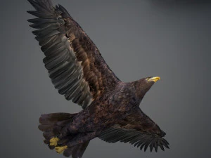 Animated Golden Eagle v2 3D Model