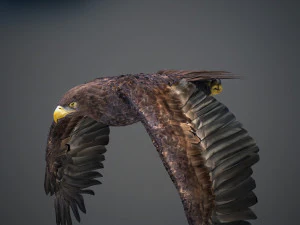 Animated Golden Eagle v2 3D Model