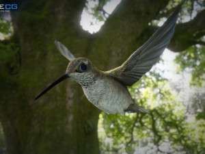 hummingbird animated unity 3D 模型