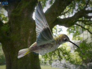 hummingbird animated unity 3D 模型
