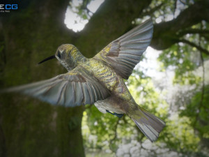 hummingbird animated unity 3D 模型