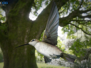 hummingbird animated unity 3D 模型