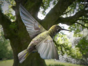hummingbird animated unity 3D 模型