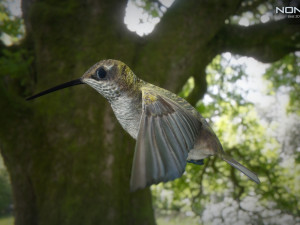 hummingbird animated unity 3D 模型