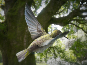 hummingbird animated unity 3D 模型