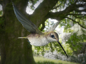 hummingbird animated unity 3D 模型