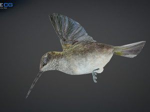 hummingbird animated unity 3D 模型