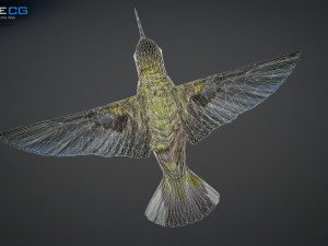 hummingbird animated unity 3D 模型