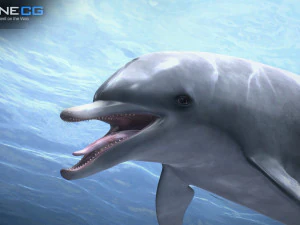 Animated bottlenose dolphin 3D Model