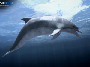 Animated bottlenose dolphin 3D Model
