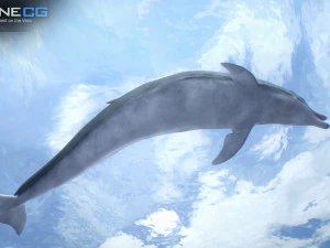 Animated bottlenose dolphin 3D Model