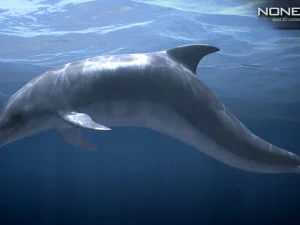 Animated bottlenose dolphin 3D Model