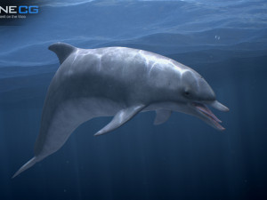 animated bottlenose dolphin Modelo 3D