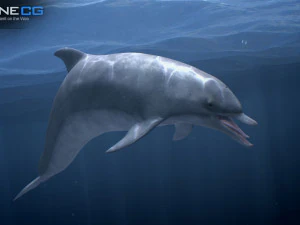 Animated bottlenose dolphin 3D Model