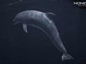 animated bottlenose dolphin Modelo 3D