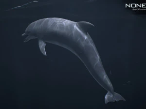 Animated bottlenose dolphin 3D Model