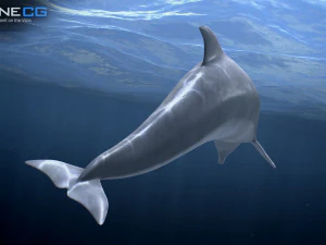 Animated bottlenose dolphin 3D Model