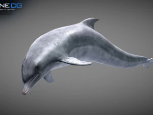 Animated bottlenose dolphin 3D Model