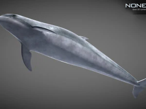 Animated bottlenose dolphin 3D Model