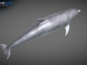 animated bottlenose dolphin Modelo 3D