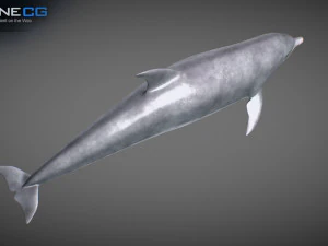 Animated bottlenose dolphin 3D Model