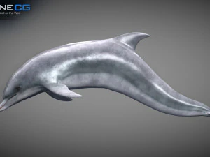 Animated bottlenose dolphin 3D Model