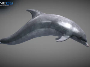 Animated bottlenose dolphin 3D Model