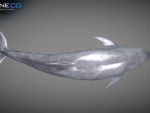 animated bottlenose dolphin Modelo 3D