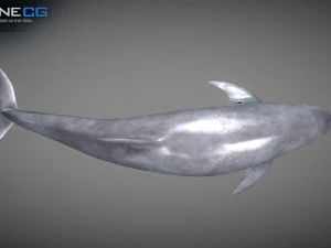 Animated bottlenose dolphin 3D Model