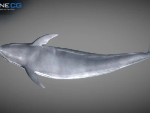 Animated bottlenose dolphin 3D Model