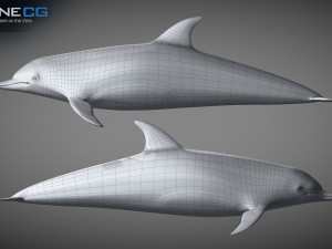 animated bottlenose dolphin Modelo 3D