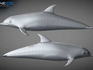 Animated bottlenose dolphin 3D Model