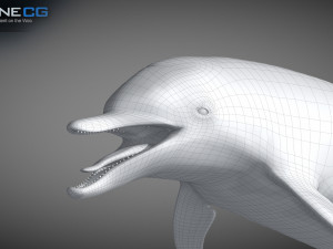 animated bottlenose dolphin Modelo 3D