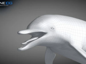 Animated bottlenose dolphin 3D Model