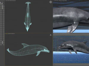 Animated bottlenose dolphin 3D Model