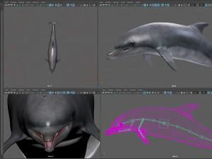 animated bottlenose dolphin Modelo 3D