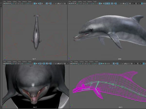 Animated bottlenose dolphin 3D Model