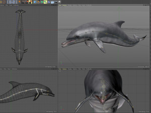 animated bottlenose dolphin Modelo 3D