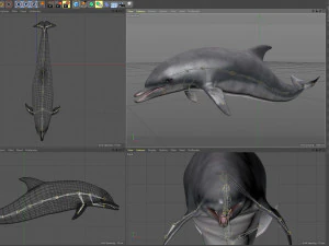 Animated bottlenose dolphin 3D Model