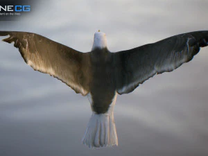 animated seagull unity 3D Model