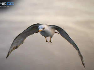 animated seagull unity 3D Model