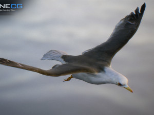 animated seagull unity 3D Модель