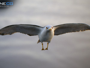 animated seagull unity 3D Модель
