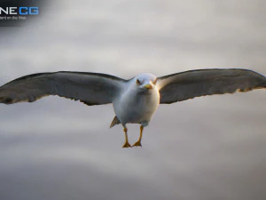 animated seagull unity 3D Model