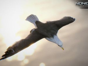 animated seagull unity 3D Модель