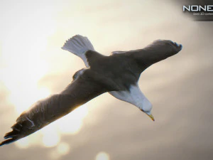 animated seagull unity 3D Model